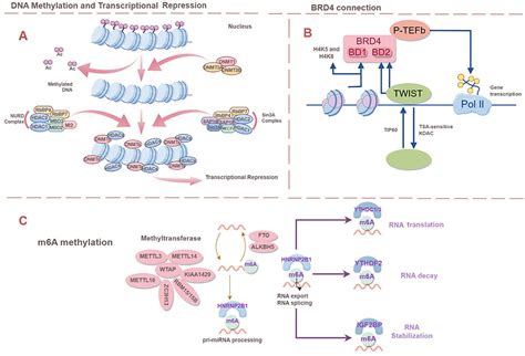Epigenetic Modifications 的图像结果