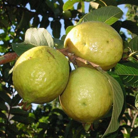 Top 10 Must-have Fruit Plants For Your Garden | Nurserylive