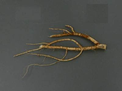 Alfalfa Roots - Dataset Ninja