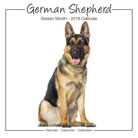 German Shepherd Studio Calendar 2018 : Avonside Publishing Ltd: Amazon ...