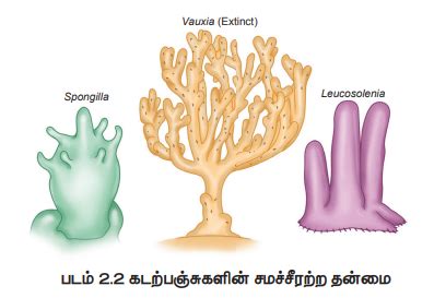 வகைப்பாட்டின் அடிப்படைகள் (Basis of Classification) | Basis of ...