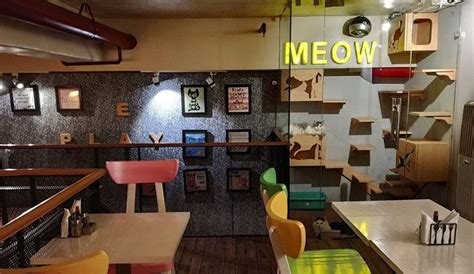 Wood House Cafe For Pets | WhatsHot Kolkata