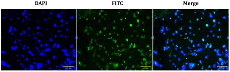Polydopamine-Coated Cu-BTC Nanowires for Effective Magnetic Resonance ...
