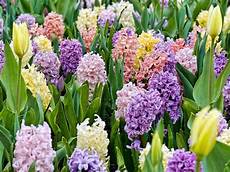 fiori bulbo bulbi da fiore bulbi piante bulbose fiori bulbo bulbi da fiore bulbi piante bulbose