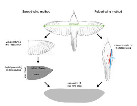 Bird Wingspan Diagram