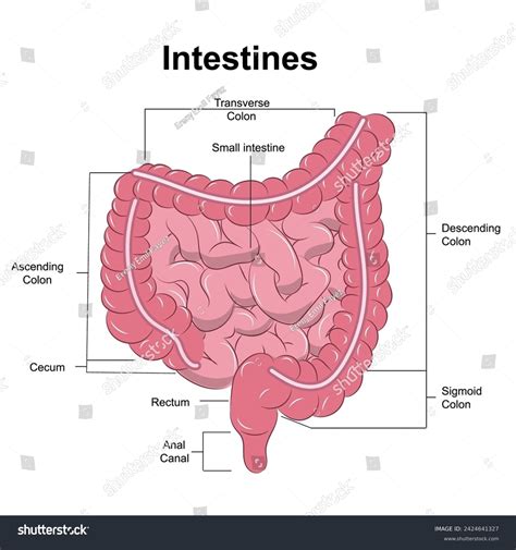 Small Intestine Large Intestine Labeled Illustration Stock Vector ...