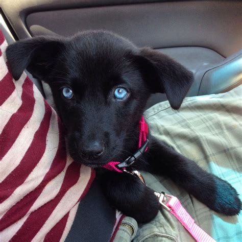 Beautiful Husky Lab Mix: Jillian