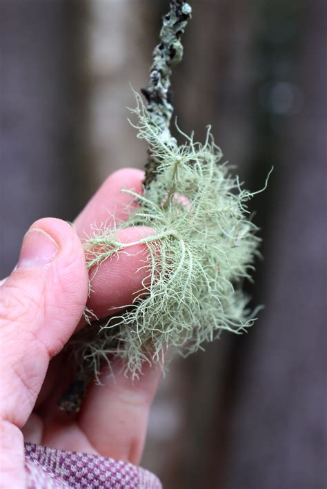 Foraging Usnea Lichen (Edible & Medicinal) — Practical Self Reliance
