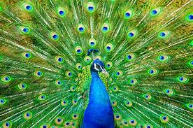 peacock 的图像结果