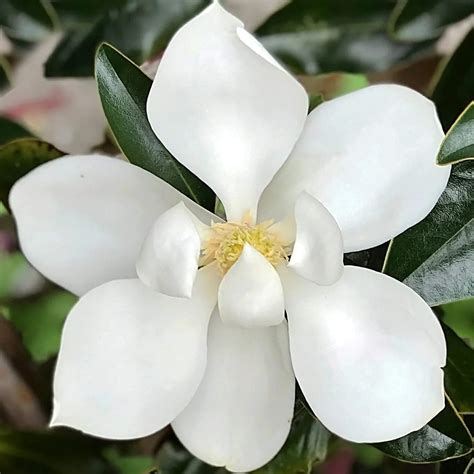 Magnolia grandiflora 'Little Gem' - evergreen foliage, fragrant flower ...