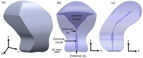 Cervical Canal