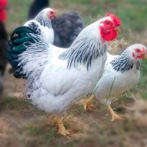 Buy Columbian Wyandotte Bantam Chicks: Perfect Pets For Sale