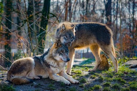 Image result for How Reintroducing Wolves Changed Yellowstone