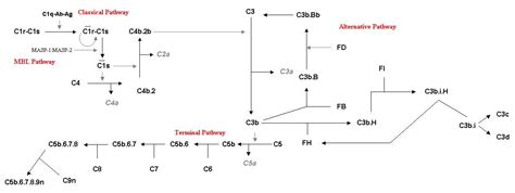 Complement Responsible For 的图像结果