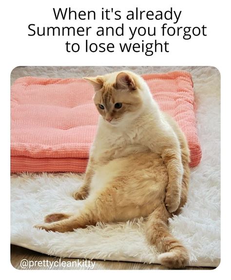 47 Funny Fat Cat Memes - The Discerning Cat