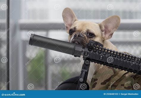 Funny Dogs With Machine Guns
