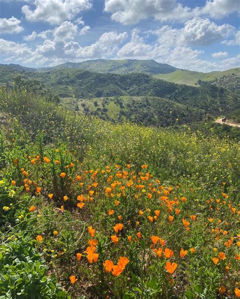 The spring show today in Santiago Oaks Regional Park : r/orangecounty