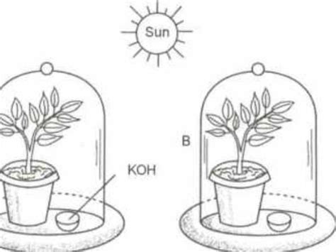 A bell jor whose image is shown here is made of glass and is used to ...