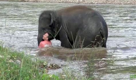 Viral Video: Baby elephant rushes to rescue 'drowning' human friend ...