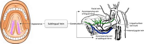Core characteristics of sublingual veins analysis and its relationship with hypertension - Yu ...