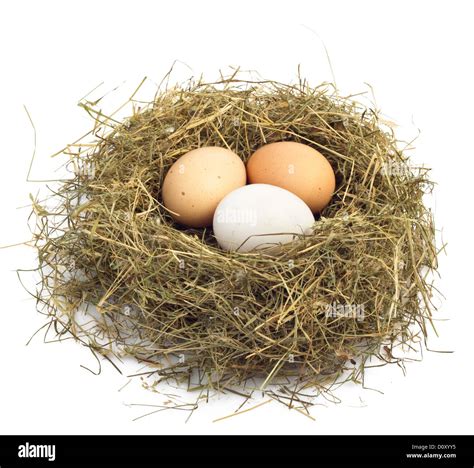 egg in nest Stock Photo - Alamy