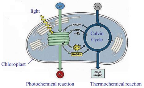 ts scert 10th class Biology Lesson 1 Nutrition