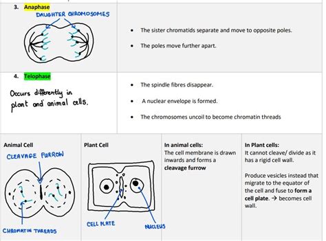 Free Lesson Biology Cell Divison 的图像结果