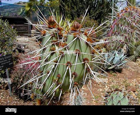 Cactus spines thorns cacti Stock Photo - Alamy