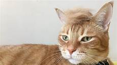 cat hair cats with hair cat hair cats with hair