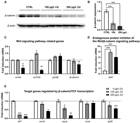Wnt/β-Catenin Signaling Pathway Is Strongly Implicated in Cadmium ...
