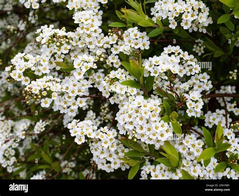 Dense clusters of white spring flowers of the hardy garden shrub ...