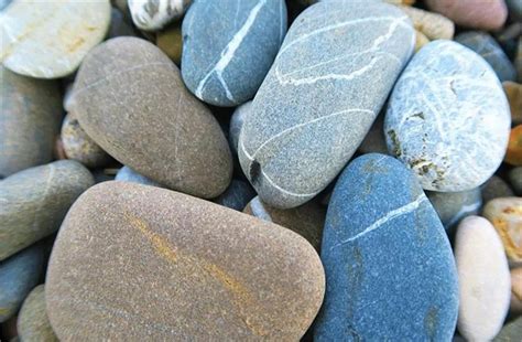 8000 रुपए में बिक रहा यह पत्थर, क्या है इसके पीछे का राज? - pet rock ...