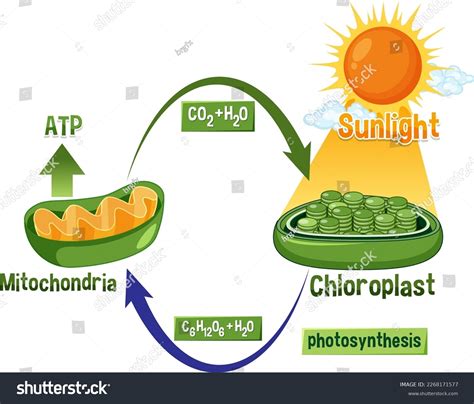 Photosynthesis Cellular Respiration Diagram Illustration Stock Vector (Royalty Free) 2268171577 ...