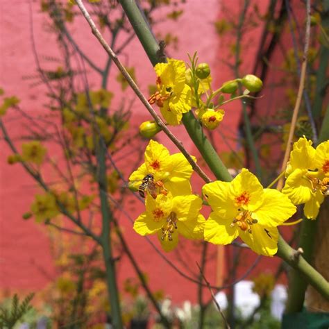 Cercidium Desert Museum