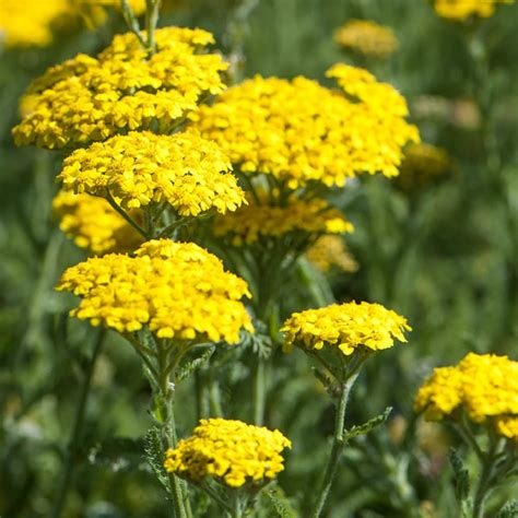 Amazon.com : CHUXAY GARDEN 250 Seeds Yellow Achillea Millefolium Seed ...