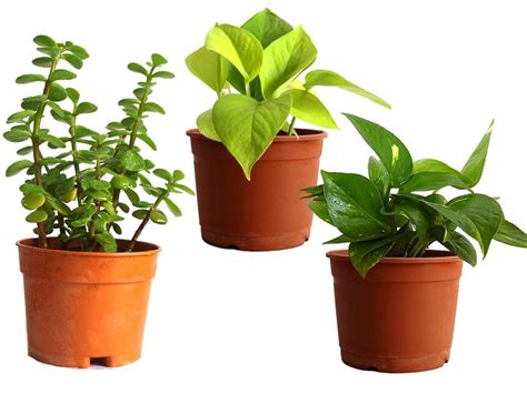 A2Z Garden Combo of 3 Air Purifier & Good Luck Plants with Pot(Jade ...