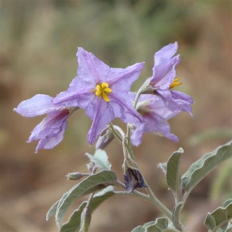Solanum elaeagnifolium סולנום זיתני | Solanum elaeagnifolium… | Flickr