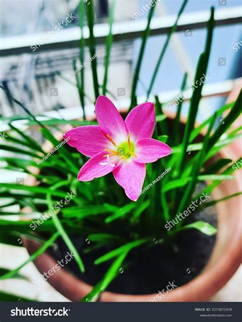 Rain Lily Scientific Name Zephyranthes Grandiflorathe Stock Photo ...