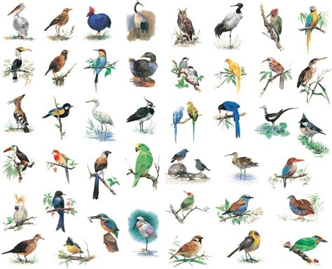 Buy Seasonstorm Watercolor Birds Precut Cute Aesthetic Diary Travel ...