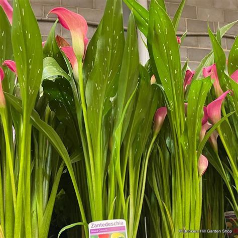 Calla Lily - pink - Bunkers Hill Plant Nursery