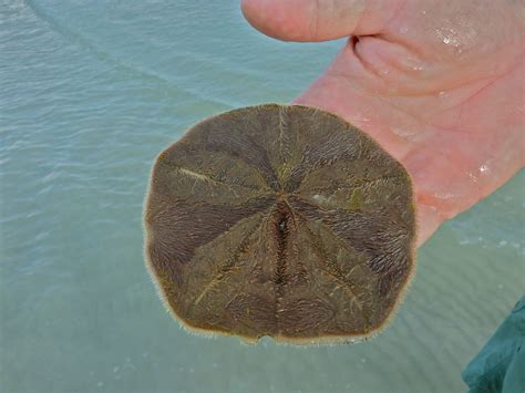 Live Sand Dollar | i Love Shelling