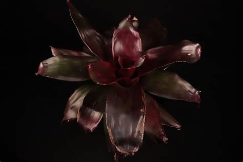 【送料無料】Neoregelia 'Rose' Hybrid〔ネオレゲリア〕現品発送N0324 | plane plants