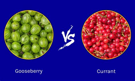 Gooseberry vs. Currant: What Is the Difference? - A-Z Animals