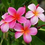 Image result for Hawaiian Plants by name and Picture