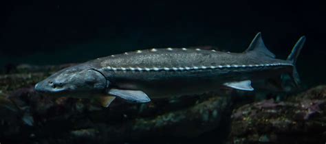 Atlantic Sturgeon Pictures - AZ Animals