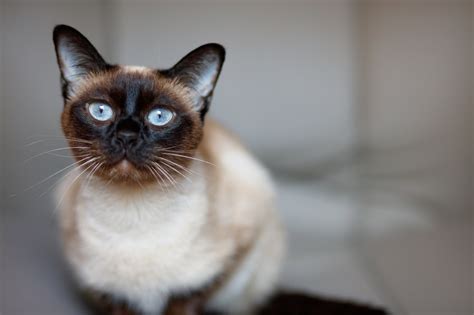 General 4 — Austin Siamese Rescue