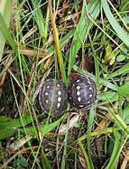 Image result for Cute Baby Turtles