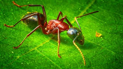 Ant Colony Matlab Code 的图像结果