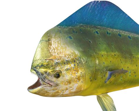 Dorado Mahi Mahi - 3D Model by 3dstudio