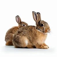 Image result for Baby Rabbit Wild Rehab Fur